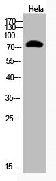 Acetyl-UBA52/RPS27A/UBB/UBC (K48) Antibody