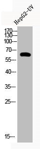 Acetyl-CTTN (K235) Antibody