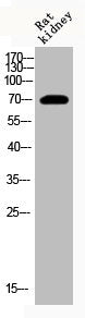 Acetyl-HSPA1A (K246) Antibody