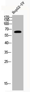 Acetyl-RELA (K221) Antibody