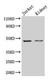 ALDOA Antibody