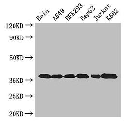 GAPDH Antibody