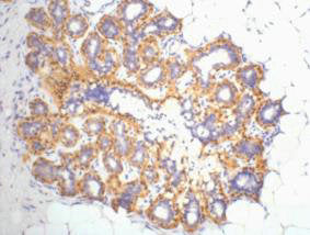 ACTB Antibody