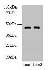 PGK1 Antibody