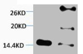 Di-Methyl-Histone H2B (Lys5) Antibody