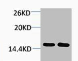 Tri-Methyl-Histone H2B (Lys43) Antibody
