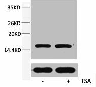 Acetyl-Histone H3 (Lys79) Antibody
