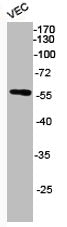 Phospho-AKT1/AKT2/AKT3 (S473) Antibody