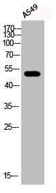 Phospho-ATF2 (S112) Antibody