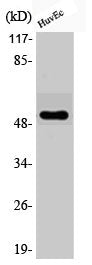 Phospho-ATF2 (T71) Antibody