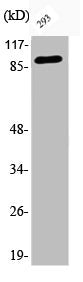 Phospho-CTNNB1 (S37) Antibody