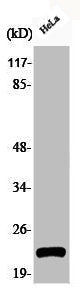Phospho-CAV1 (Y14) Antibody