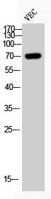 Phospho-CDC25B (S323) Antibody