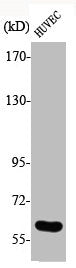 Phospho-CDC25C (S216) Antibody