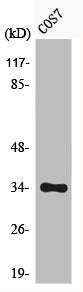 Phospho-CDK1/CDK2/CDK3 (T14) Antibody