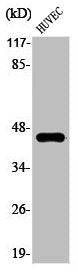 Phospho-GJA1 (S368) Antibody