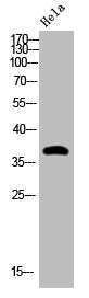 Phospho-CREB1 (S133) Antibody