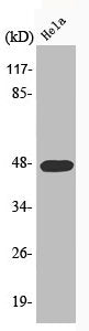 Phospho-CCNE1 (T395) Antibody