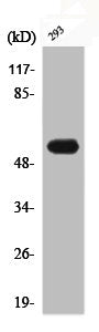 Phospho-KRT8 (S73) Antibody