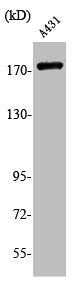Phospho-EGFR (Y1197) Antibody