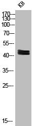 Phospho-MAPK3/MAPK1 (T202) Antibody