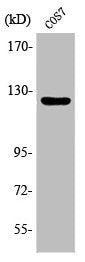 Phospho-PTK2 (Y861) Antibody