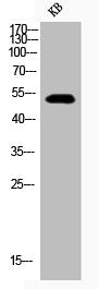 Phospho-GSK3A/GSK3B (Y279/216) Antibody