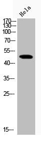 Phospho-GSK3B (S9) Antibody