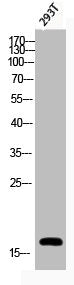 Phospho-Histone H3 (S28) Antibody