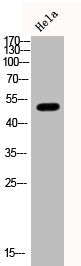 Phospho-SMAD3 (S425) Antibody