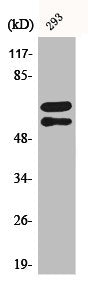 Phospho-LYN (Y508) Antibody