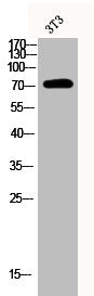 Phospho-SYK (Y348) Antibody
