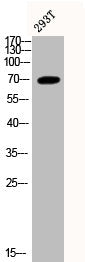 Phospho-FOS (S362) Antibody