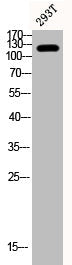 Phospho-PTK2 (Y407) Antibody