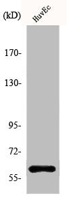 AKT1 Antibody