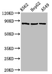 HSP90AB1 Antibody