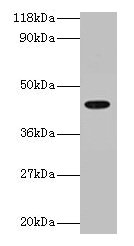ILF2 Antibody