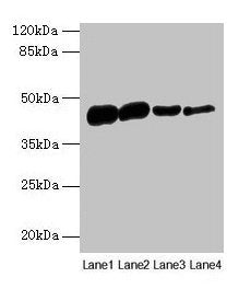 ACTA1 Antibody