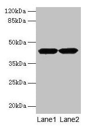 ACTRT2 Antibody