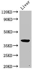 ADH5 Antibody