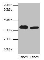 Adh5 Antibody