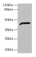 ADH7 Antibody