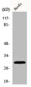 CD70 Antibody