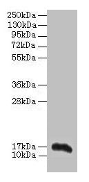 Aif1 Antibody