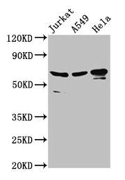 AIFM1 Antibody