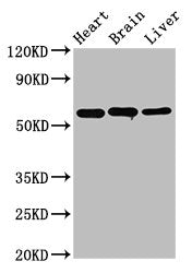 ALDH5A1 Antibody