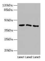 ANGPTL7 Antibody