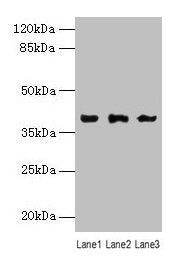 Anxa1 Antibody
