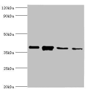 Anxa1 Antibody