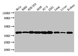 ANXA2 Antibody